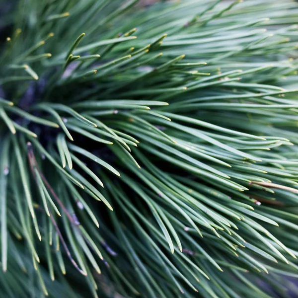 Close up of coniferous needles — Stock Photo, Image