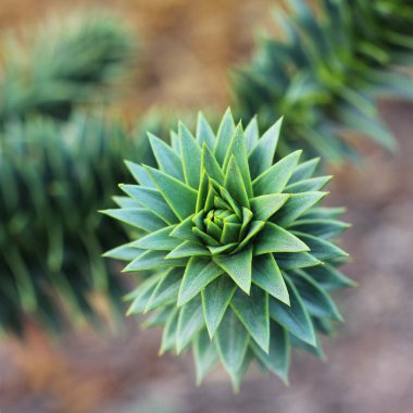 Araucaria araucana yakın çekim