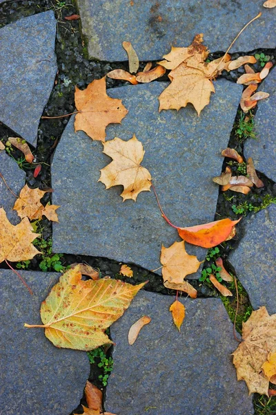 Листья лежат на мощеной дороге — стоковое фото
