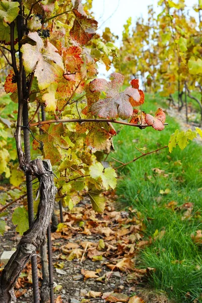 stock image Vineyard in autumn