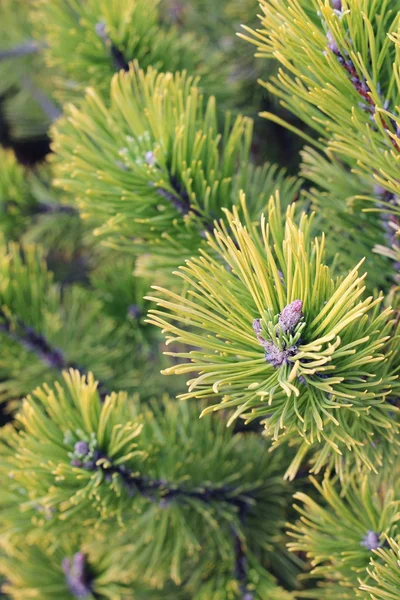 Close up of coniferous branches — Stock Photo, Image