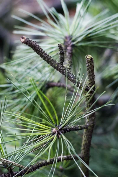 Close up de ramos de coníferas — Fotografia de Stock