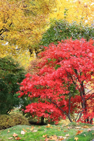 Ein Baum in einem japanischen Garten Stockbild