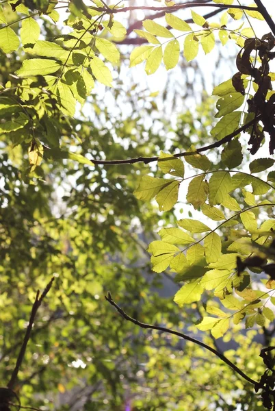 Sammanfattning av blad och grenar i skogen — Stockfoto