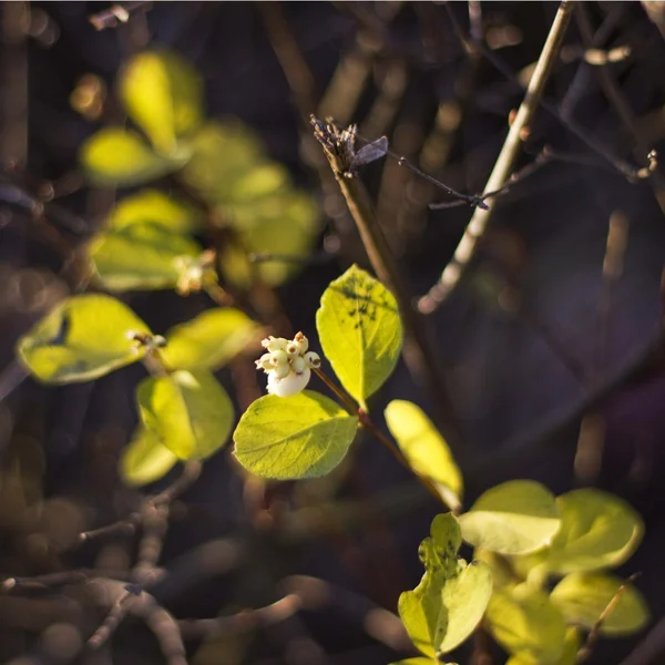 Gren med blad i höst skog — Stockfoto