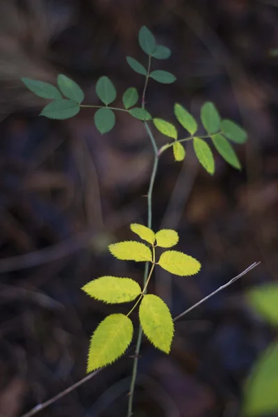Una cuerda con hojas sobre el fondo de hierba seca —  Fotos de Stock