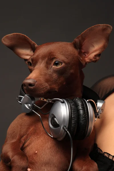 Портрет собаки с наушниками — стоковое фото