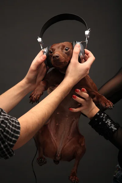 Porträt eines Hundes mit Kopfhörer — Stockfoto