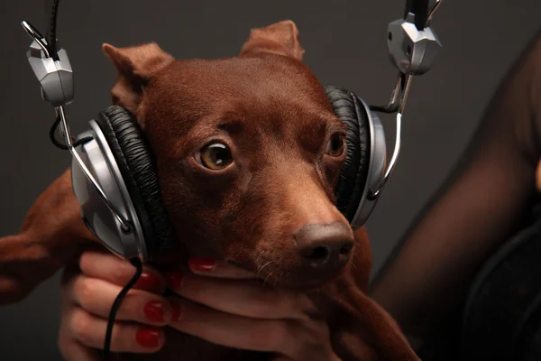 ヘッドフォンで犬の肖像画 — ストック写真