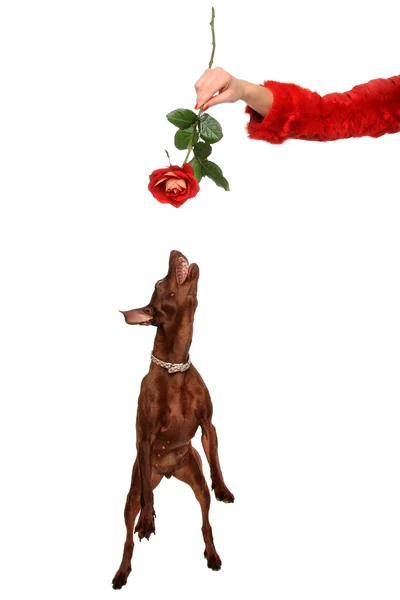 stock image Dog and a red rose