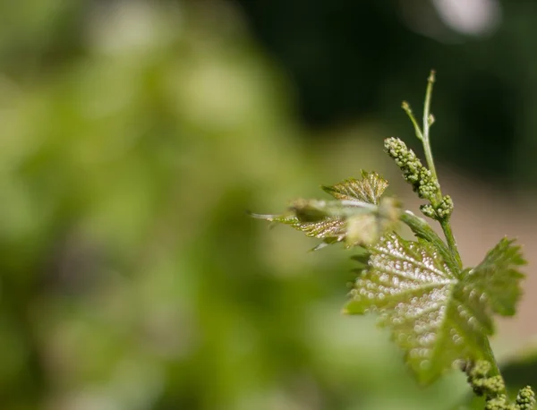 Vignes vertes cultivant des raisins au soleil — Photo