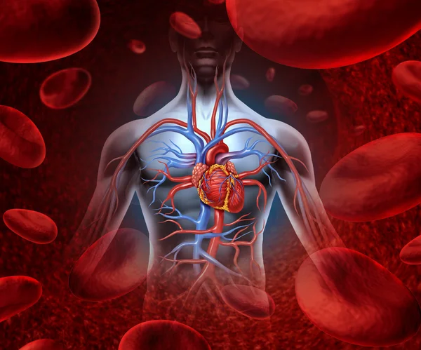 Sistema sanguíneo del corazón humano — Foto de Stock