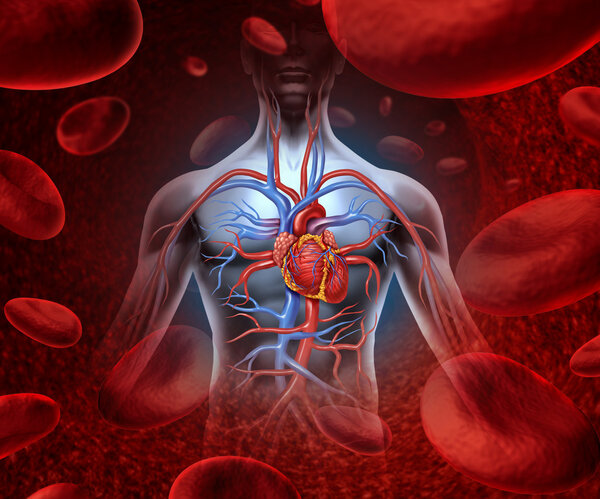 Кровавая система сердца человека
