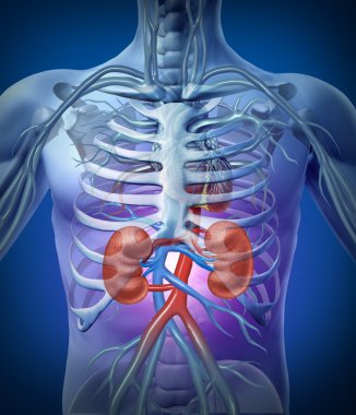 Human Kidneys With Skeleton clipart