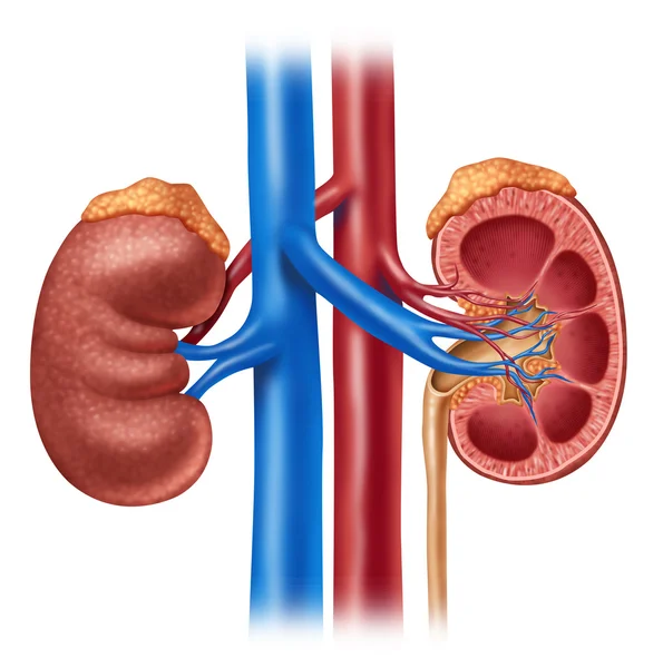 Diagrama del riñón humano —  Fotos de Stock