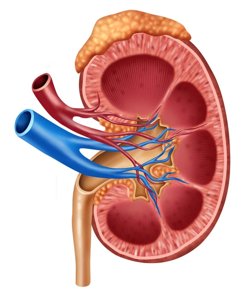 Diagramm der menschlichen Niere — Stockfoto