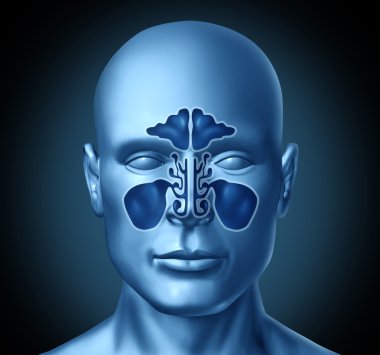 Sinus cavity on a human head clipart