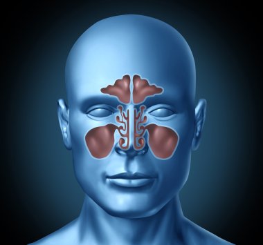 Sinus human nasal cavity with human head clipart