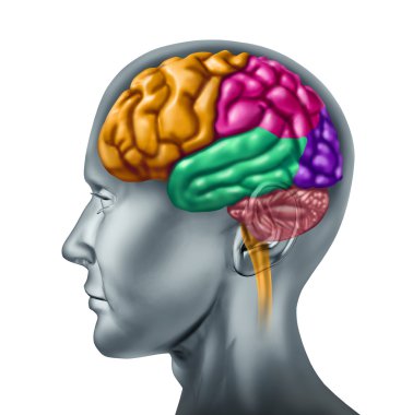 Human brain clipart