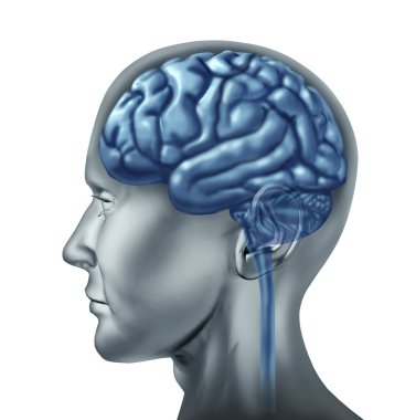 Human brain clipart