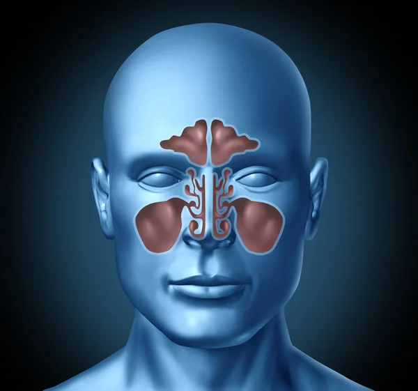 Sinus human nasal cavity with human head — Stock Photo, Image