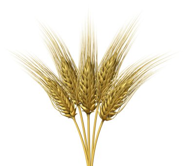 Wheat design clipart