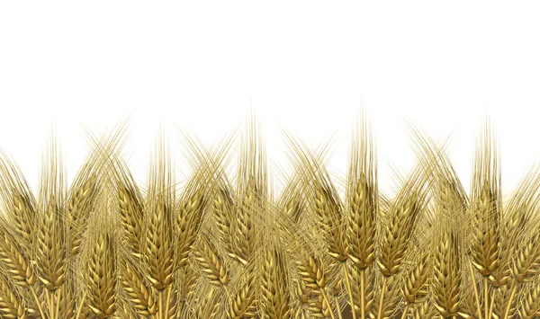 Horizont sklizeň pšenice — Stock fotografie