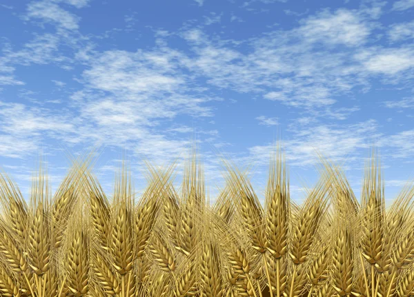 Horizont sky sklizeň pšenice — Stock fotografie