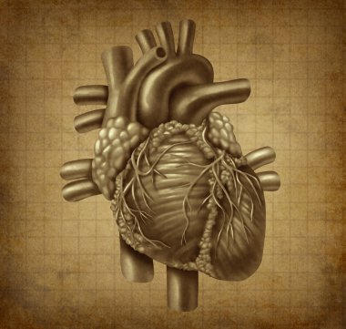 Grunge Human heart clipart