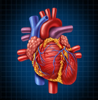 Human Heart Anatomy clipart