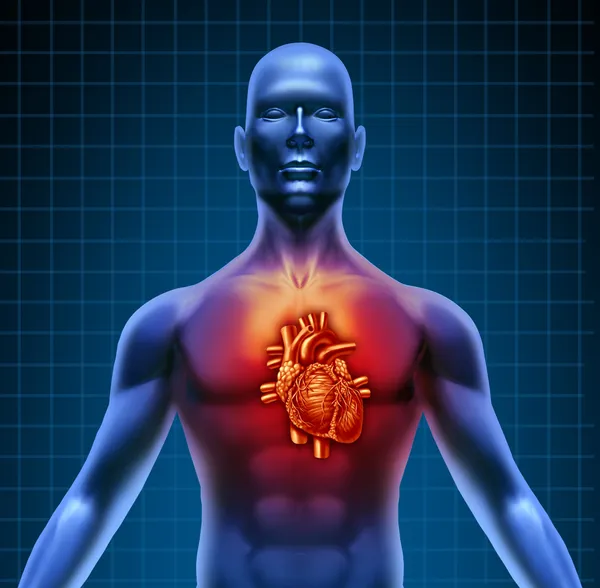 Ανθρώπινου κορμού με κόκκινη καρδιά ανατομία — Φωτογραφία Αρχείου