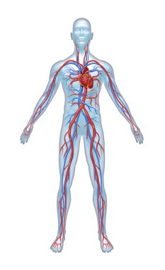 Human Cardiovascular System clipart
