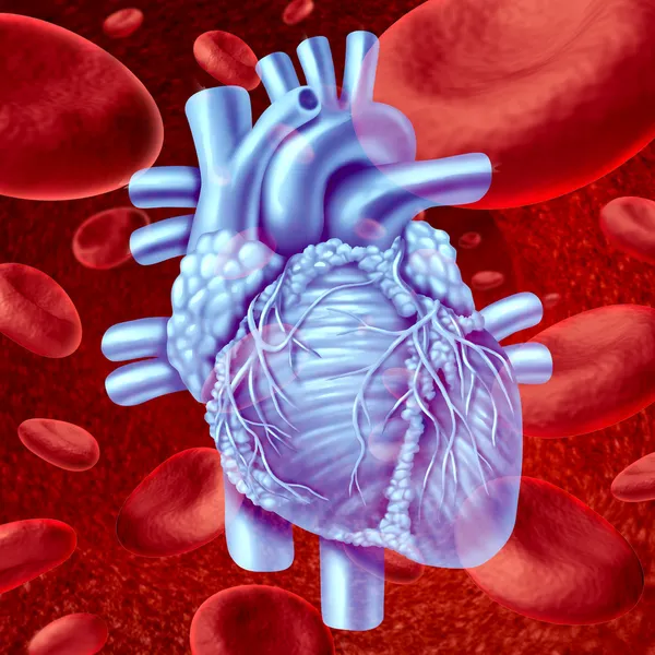 Flusso di sangue cardiaco — Foto Stock