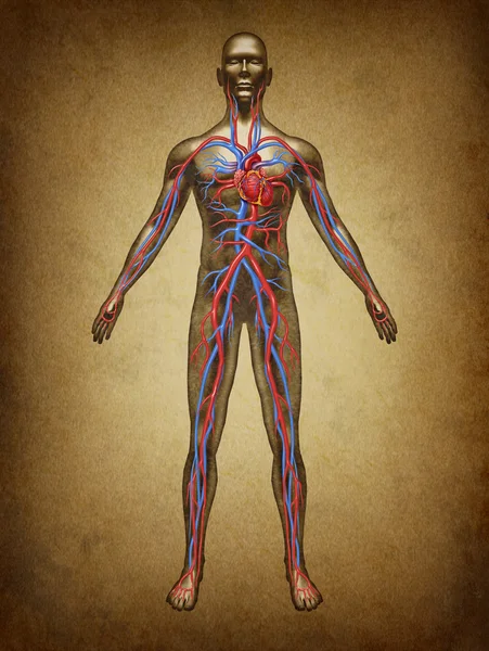 ヒトの血液循環のグランジ — ストック写真