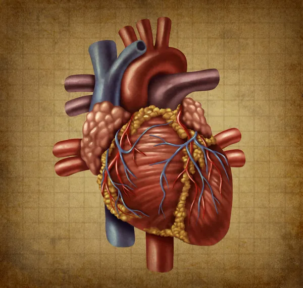 Человеческое сердце: старый медицинский докумен — стоковое фото