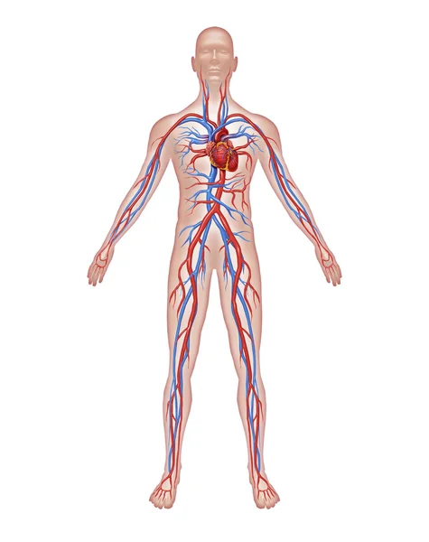 Анатомия циркуляции человека — стоковое фото