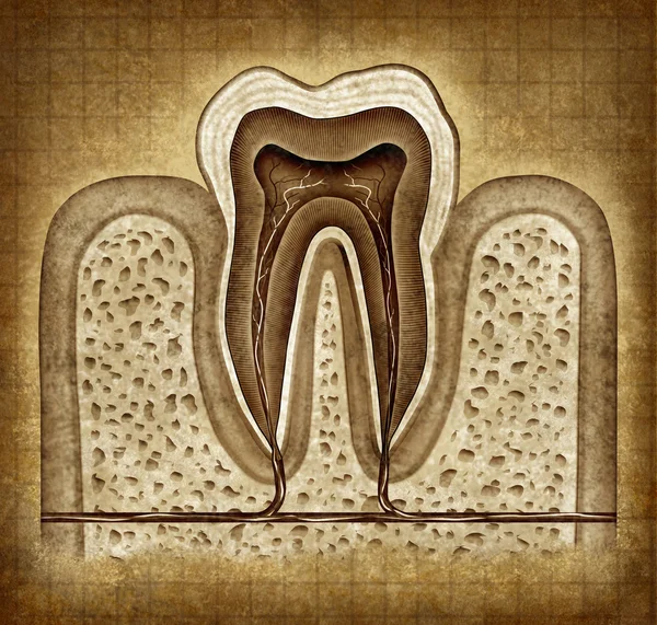 Anatomia dos dentes na textura Grunge — Fotografia de Stock