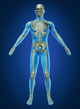 Human Body and Skeleton clipart