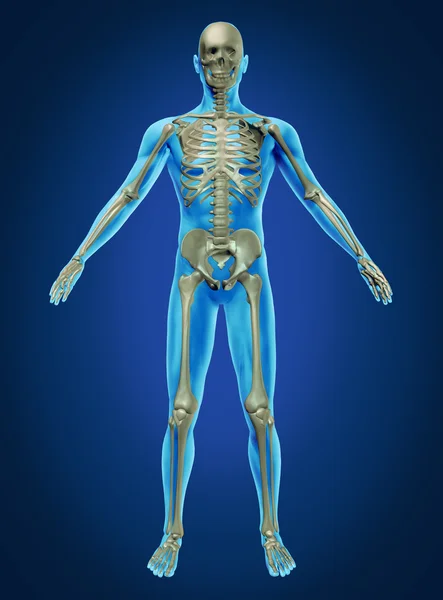 Människans kropp och skelett — Stockfoto