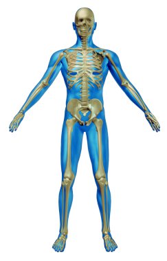 Human Skeleton clipart