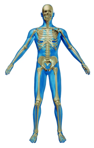 Squelette humain — Photo
