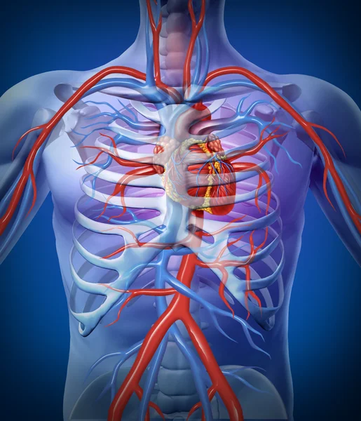 Circolazione del cuore umano in uno scheletro — Foto Stock