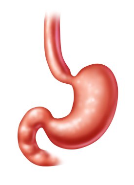 Human Stomach clipart