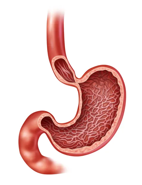 Анатомия желудка — стоковое фото