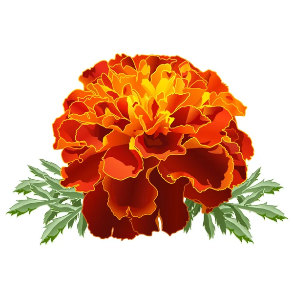 ᐈ Flor de cempasuchil vector de stock, imágenes flores de cempasuchil