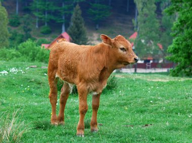 Cattle calf clipart