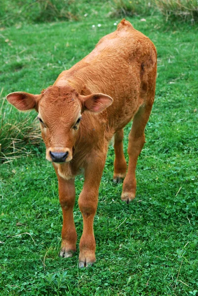 Ternero bovino — Foto de Stock