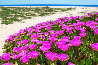 Portekiz vahşi bir plajda çiçekler.