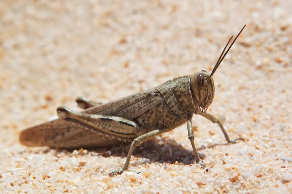 stock image Large grasshopper, locusts basking on the beach.