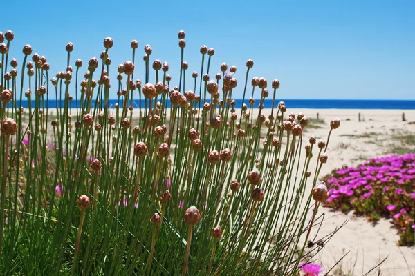 Gräs och blommor på en vild strand i portugal. — Stockfoto